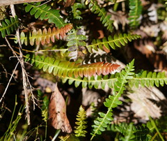 Blechnum penna-marina