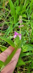 Stachys bullata