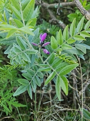 Mundulea sericea