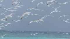 Thalasseus bengalensis