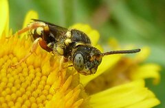 Nomada flavopicta