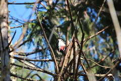 Dendrocopos major