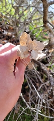 Callirhytis apicalis