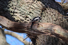 Dendrocopos major