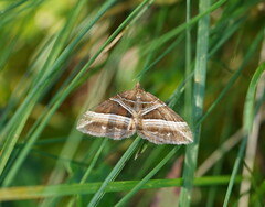 Chrysolarentia conifasciata