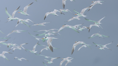 Thalasseus bengalensis