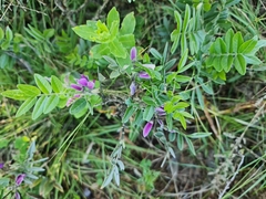 Mundulea sericea