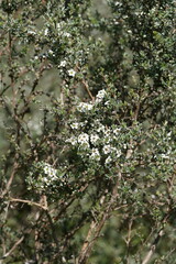 Leptospermum lanigerum