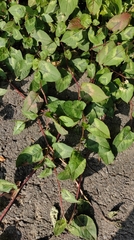 Persicaria chinensis