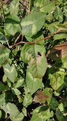 Persicaria chinensis