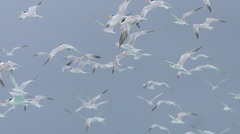 Thalasseus bengalensis