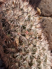 Mammillaria tetrancistra