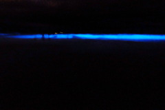 Noctiluca scintillans