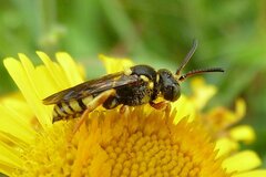 Nomada flavopicta
