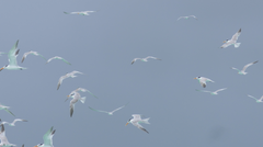 Thalasseus bengalensis