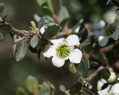 Leptospermum lanigerum