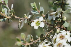 Leptospermum lanigerum