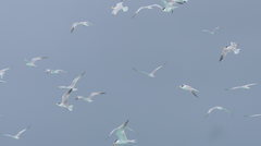 Thalasseus bengalensis