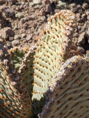 Opuntia basilaris