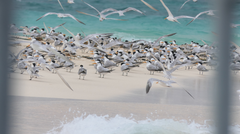 Thalasseus bengalensis