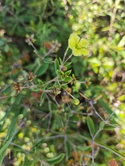 Sphedamnocarpus pruriens