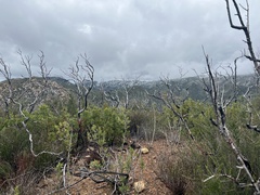 Adenostoma fasciculatum