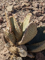 Opuntia basilaris