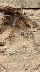 Anoplolepis gracilipes