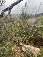 Adenostoma fasciculatum