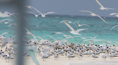 Thalasseus bengalensis