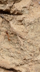 Anoplolepis gracilipes