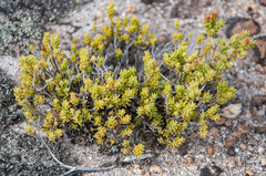Oedera sedifolia