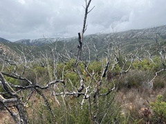 Adenostoma fasciculatum