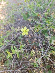 Sphedamnocarpus pruriens