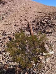 Larrea tridentata