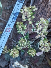 Lepidium lasiocarpum
