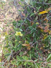 Sphedamnocarpus pruriens