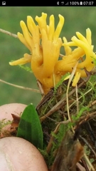 Clavulinopsis corniculata