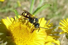 Nomada flavopicta