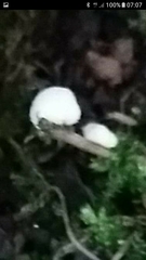Cystolepiota seminuda