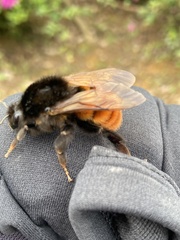 Bombus bicoloratus