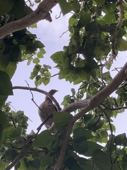 Gallus gallus domesticus
