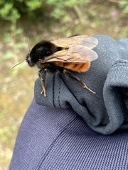 Bombus bicoloratus