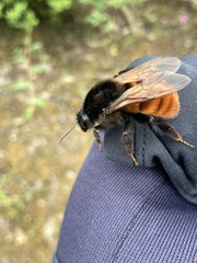 Bombus bicoloratus
