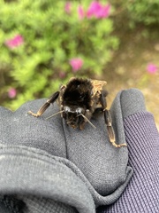 Bombus bicoloratus
