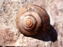 Helminthoglypta traskii