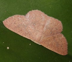 Perixera minorata