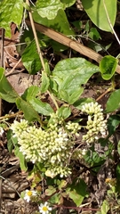 Microglossa pyrifolia