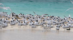 Thalasseus bengalensis