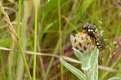 Nomada flavopicta